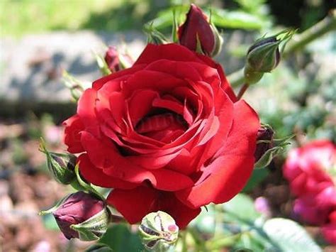 Un mazzo con 5 rose rosse gambo lungo,confezionate con creatività. prezzo mazzo di rose rosse - rose - prezzo mazzo di rose rosse