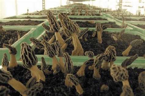 How To Grow Morel Mushrooms Indoors Cultivation Guide