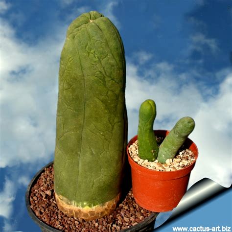 Dip the cut bottom of your cactus in rooting hormone for a few seconds, and then place your cactus on the surface of the soil with the side you cut facing the cutting should take root in four to six weeks. Lophocereus schottii cv. BIG PENIS CACTUS