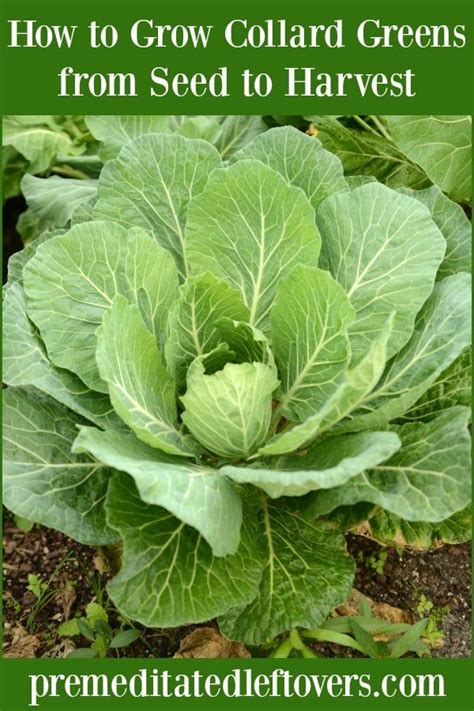 These Tips On How To Grow Collard Greens Will Guide You Through