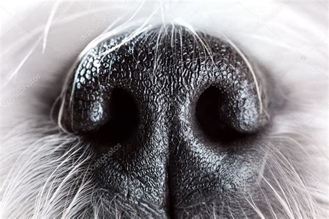Dog Nose Up Close Dog Nose Close Up — Stock Photo © Chaoss 8610766