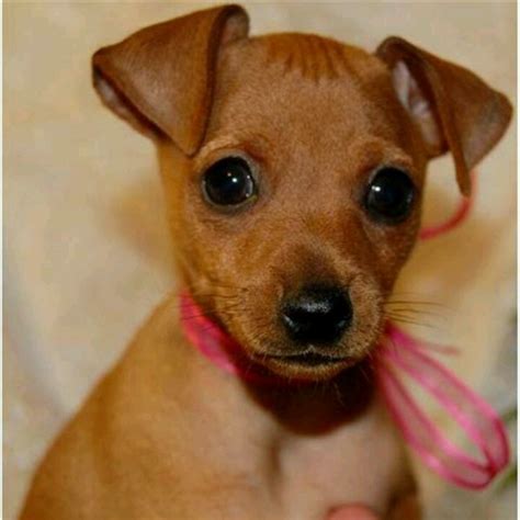 Pin By Keri Judkins On Miniature Pinschers Miniature Pinscher Puppy