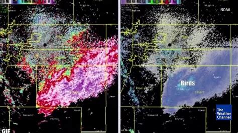70 Mile Wide Butterfly Migration Detected On Radar In Colorado