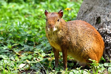 Central American Agouti Stock Image Image Of Cautious 77890147