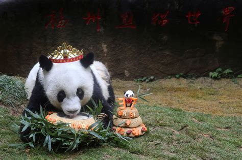 Basi Worlds Oldest Captive Panda Turns 37 Panda Panda Bear Panda