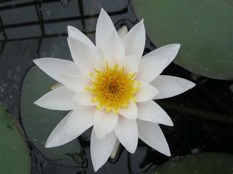 Nymphaea Gladstoniana White Water Lily Uk Grown Direct Delivery