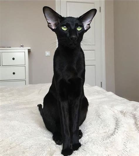Pin by ewa dąb on ZWIERZAKI | Cats, Oriental shorthair ...