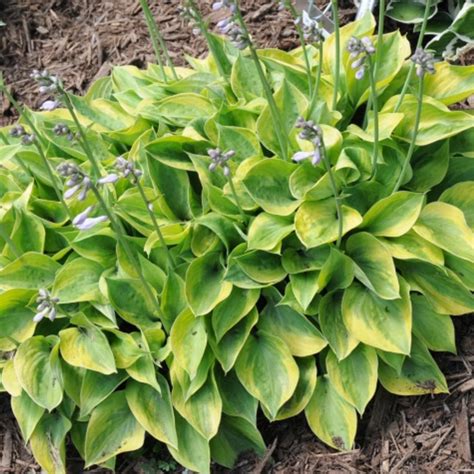 Hosta Radiant Edger Buy Plantain Lily At Coolplants