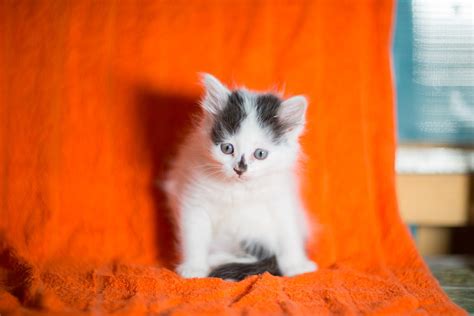 Kittens Cats Feed Advertisement Free Photo On Pixabay Pixabay