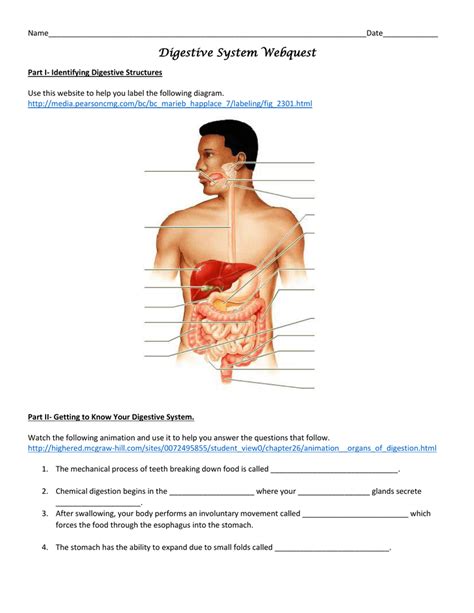 Answers, explore learning digestive system answer. Digestive System Webquest