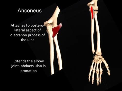 30 Olecranon Process Of Ulna Anatomy