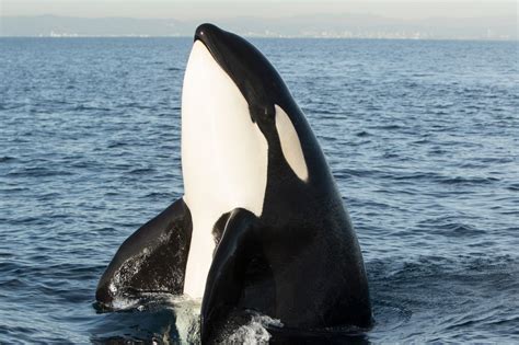 Rare Video And Photos Show Orcas Catching A Sea Lion Off The Southern