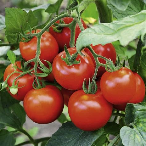 Organic F1 Hybrid Tomato Seeds Pasumai Agro Dindigul Tamil Nadu
