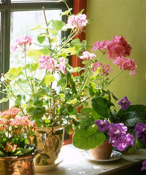 Best Indoor Flowering Plants 10 Pretty Blooms To Grow