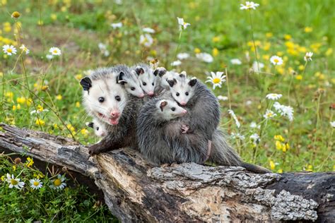 Where Do Opossums Nest Wny Wildlife