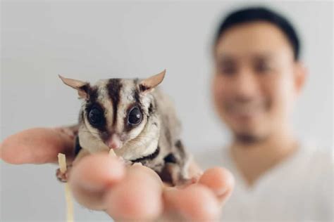 How To Bond With Your Sugar Glider Owners Guide