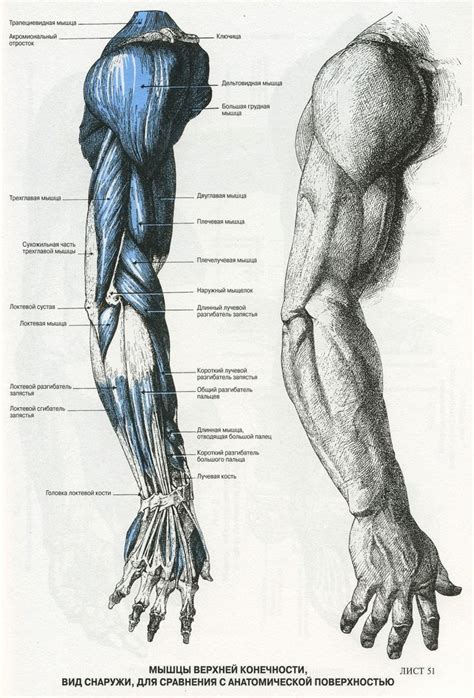Human Anatomy Muscles Drawing 132 Best Anatomy Images On Pinterest