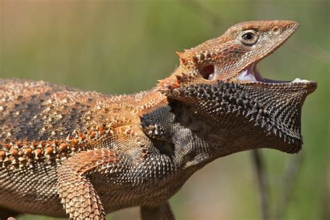 Reptile Of The Week A Cranky Central Bearded Dragon The Northern Myth