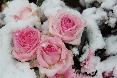 Розы На Морозе С Днем Рождения Фото Telegraph