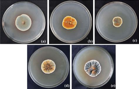 Morphology Of Gbpip155 Fungus On Different Agar Medium A Potato