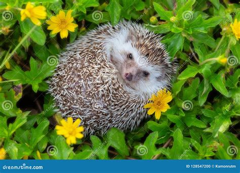European Hedgehog Playing At The Flower Garden Very Pretty Face Stock