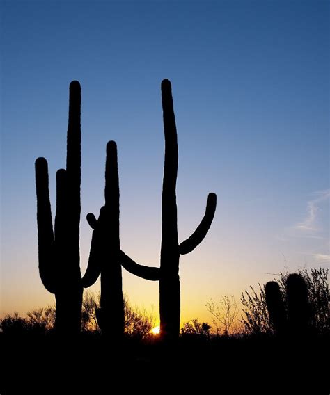 Saguaro Cactussunsetsilhouettedesertcactus Free Image From
