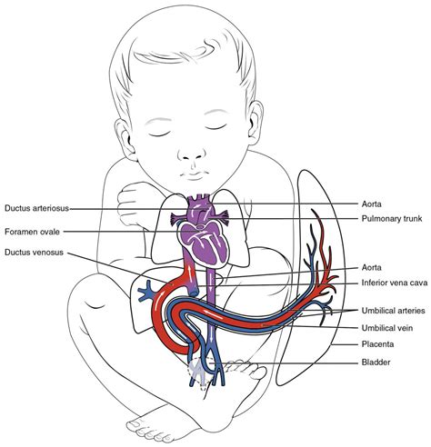 Fetal Newborn Baby Blood Vessels Circulation Diagram