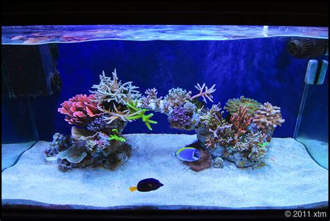 See more ideas about saltwater aquarium, reef aquarium, aquascape. Cube aquascape ideas | REEF2REEF Saltwater and Reef ...