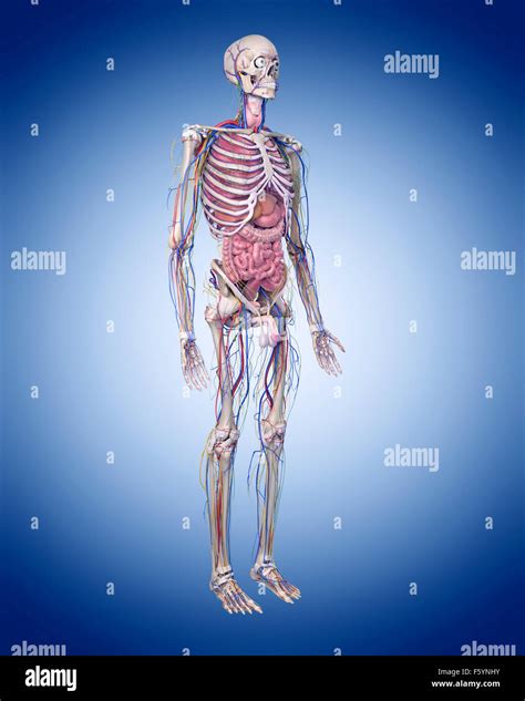 Medically Accurate Illustration Of The Human Anatomy Stock Photo Alamy