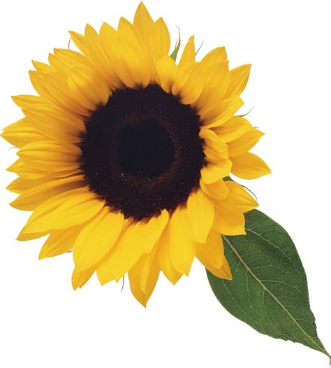 Sunflower Png Images Free Download