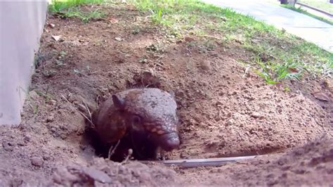 Armadillo Crawls Out Of Its Hole Youtube