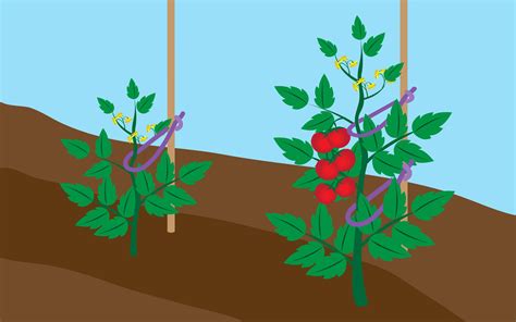 How To Tie Up Tomato Plants Plants Bp