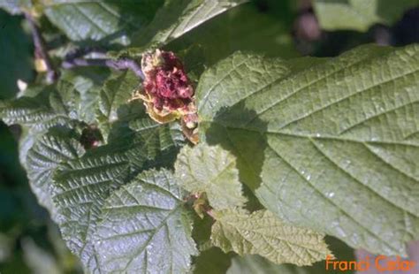 Eriophyoidea) agents of biological control of. FITO-INFO: Slovenski informacijski sistem za varstvo rastlin