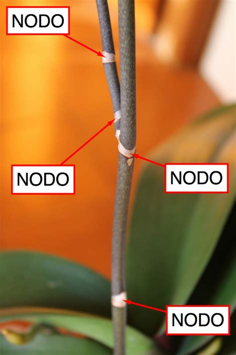 Attualmente si conoscono più di venticinque mila specie e se ne coltivano una grande quantità di varietà. CHAMERION | Blog di giardinaggio, viaggi, natura ...