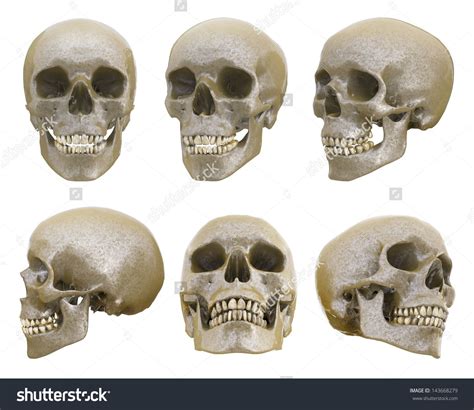 When you were a baby, you had tiny hands, tiny feet, and tiny everything! Human skull from different angles isolated | Skull reference