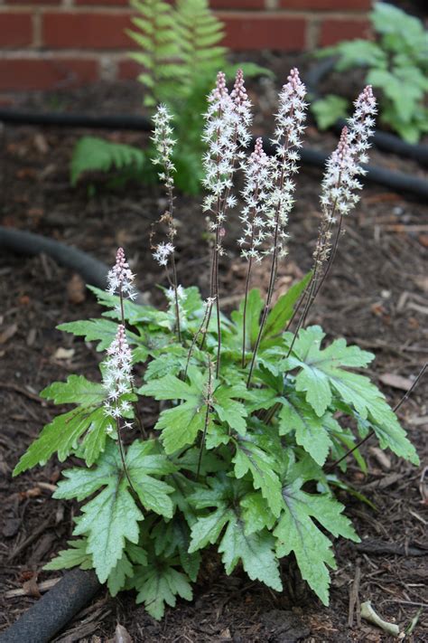 Hardy perennials are those that can take a freeze and come back for at least three seasons. Tiarella - "Foam Flower" -- perennial, partial to full ...