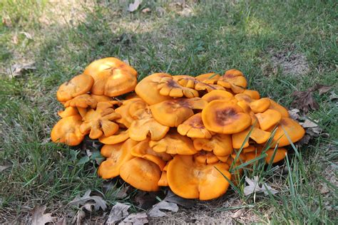 Found On The Trail Jack Olantern Mushrooms