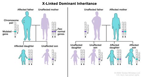X Linked Inheritance Examples Eurogentest X Linked And Again Using