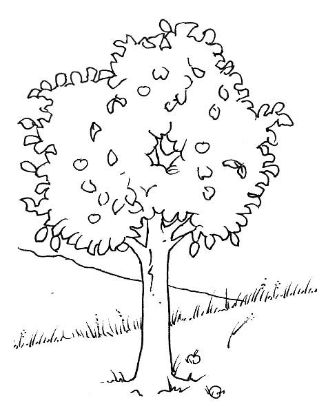 Disegni Alberi 1 Disegni Per Bambini Da Stampare E Colorare By Colora