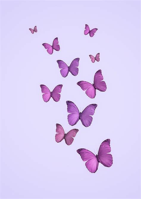Butterflies Flying In Purple Background Photograph By Olga Rubio