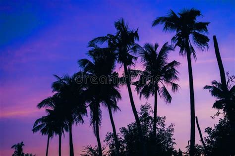 Silhouettes Of Palm Trees On The Background Of Purple Blue Sky In