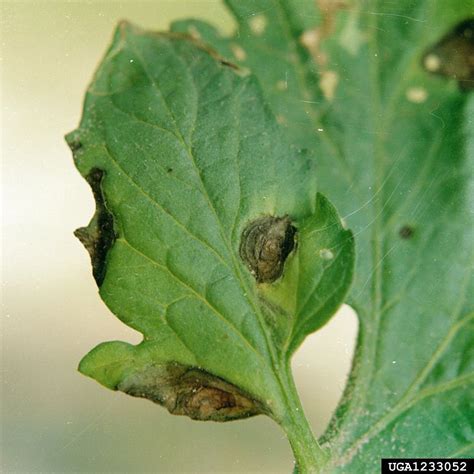 Zitter, cornell university, ithaca, ny. What is Early Blight Disease of Tomatoes?