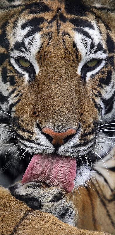 Tiger Licking Its Paw Stock Image Z9340686 Science Photo Library