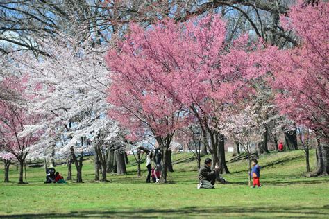 Branch Brook Park Cherry Blossoms 2019 How And When To See Them