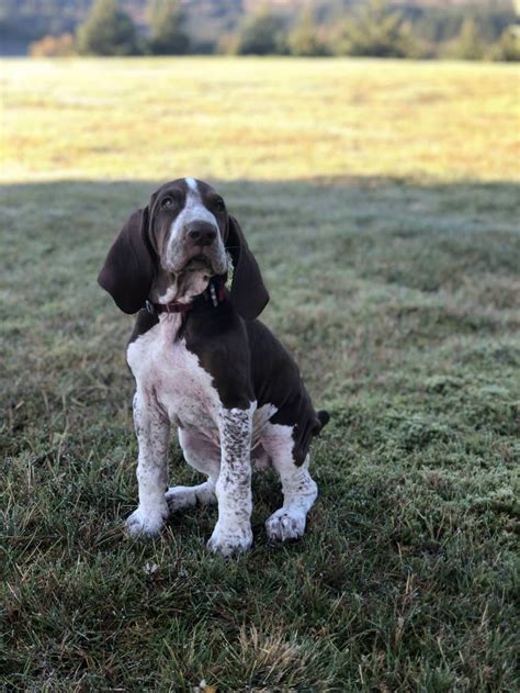 This Is Scout My Bracco Italiano Puppy Ive Wanted This Breed For Over