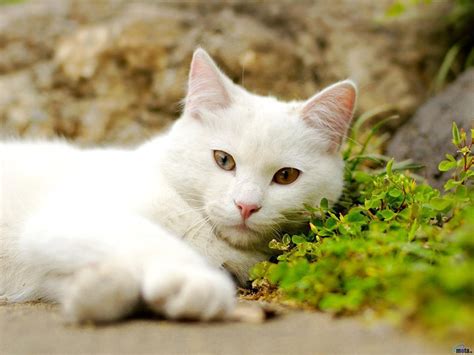 The cheapest offer starts at £50. White Cat Wallpapers - Wallpaper Cave