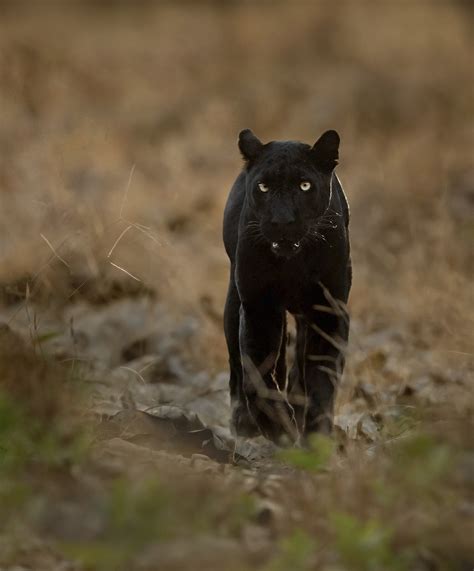 the real black panther an interview with wildlife photographer mithun h wildlife conservation
