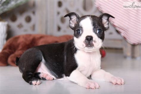 Boston terrier puppies for sale! Brindle Boston Terrier Puppies For Sale Near Me - Pets Lovers