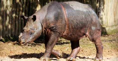 10 Of The Rarest Animals In The World