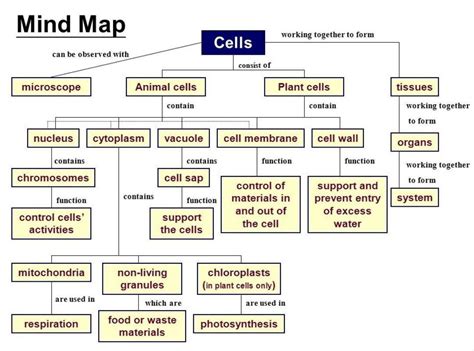 Draw A Mind Map To Show Cell Components Cell Organelles Its Sexiz Pix